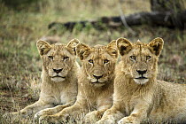 African Lion (Panthera leo) cubs, Kruger National Park, South Africa