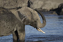 African Elephant (Loxodonta africana) bathing by spraying water on its back, Hwange National Park, Zimbabwe