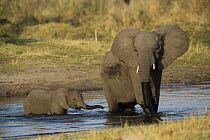 African Elephant (Loxodonta africana) female and calf crossing river, Mayuni Conservancy, Namibia