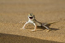 Anchieta's Desert Lizard (Meroles anchietae) in defensive threat display, Dorob National Park, Namibia