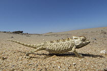 Namaqua Chameleon (Chamaeleo namaquensis) in desert, Dorob National Park, Namibia