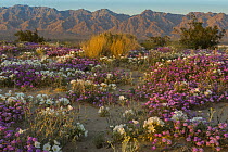 Desert Sand Verbena (Abronia villosa) and Dune Evening Primrose (Oenothera deltoides) in desert, Mojave Desert, California