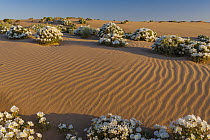 Dune Evening Primrose (Oenothera deltoides) in desert, Mojave Desert, California