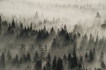 Coniferous trees in mist, Yosemite National Park, California
