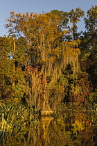 Bald Cypress (Taxodium distichum) tree covered with Spanish Moss (Tillandsia usneoides) on the edge of pond, Osceola National Forest, Florida