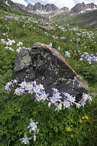 Colorado Blue Columbine (Aquilegia caerulea) flowers in alpine basin, Colorado