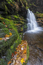 Waterfall and creek in fall, Cayuga Falls, Kitchen Creek, Ricketts Glen State Park, Pennsylvania