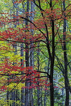 Red Maple (Acer rubrum) in fall, Great Smoky Mountains National Park, Tennessee