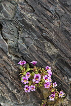 Dwarf Purple Monkeyflower (Mimulus nanus) flowers in old lava, Craters of the Moon National Monument, Idaho