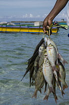 Caught fish, Biak Island, West Papua, Indonesia
