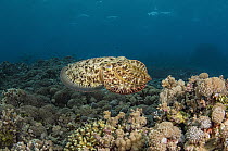 Broadclub Cuttlefish (Sepia latimanus) in reef, Cenderawasih Bay, West Papua, Indonesia