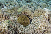Mushroom Coral (Fungiidae) and Soft Coral (Xenia sp), Cenderawasih Bay, West Papua, Indonesia