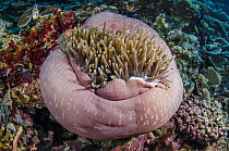 Pink Anemonefish (Amphiprion perideraion) and Magnificent Sea Anemone (Heteractis magnifica), Cenderawasih Bay, West Papua, Indonesia
