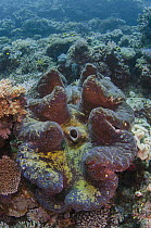 Giant Clam (Tridacna gigas), Cenderawasih Bay, West Papua, Indonesia