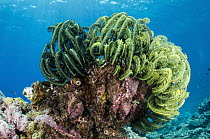 Feather Star (Oxycomanthus bennetti) on reef, Cenderawasih Bay, West Papua, Indonesia