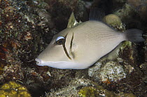 Boomerang Triggerfish (Sufflamen bursa), Cenderawasih Bay, West Papua, Indonesia