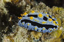 Nudibranch (Phyllidia coelestis), Cenderawasih Bay, West Papua, Indonesia