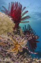 Feather Star (Oxycomanthus bennetti) group, Cenderawasih Bay, West Papua, Indonesia