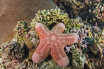 Granulated Sea Star (Choriaster granulatus), Cenderawasih Bay, West Papua, Indonesia