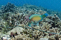 Daisy Parrotfish (Chlorurus sordidus) caught in net of fisherman, Half Island, Cenderawasih Bay, West Papua, Indonesia