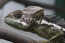 Spiny Chameleon (Chamaeleo verrucosus), Madagascar