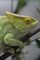 Parson's Chameleon (Calumma parsonii), Madagascar