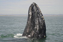 Gray Whale (Eschrichtius robustus) spy hopping, San Ignacio Lagoon, Baja California, Mexico