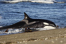 Orca (Orcinus orca) beaching itself to hunt South American Sea Lion (Otaria flavescens), Punta Norte, Peninsula Valdez, Argentina