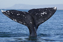 Gray Whale (Eschrichtius robustus) diving, San Ignacio Lagoon, Baja California, Mexico