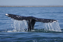 Gray Whale (Eschrichtius robustus) diving, San Ignacio Lagoon, Baja California, Mexico