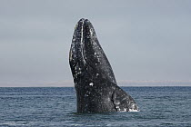 Gray Whale (Eschrichtius robustus) breaching, San Ignacio Lagoon, Baja California, Mexico