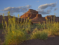 Miner's Candle (Cryptantha virgata) flowers, Cathedral Wash, Vermilion Cliffs National Monument, Arizona