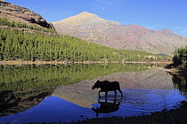 Moose (Alces alces shirasi) female crossing lake, Glacier National Park, Montana