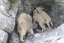 Mountain Goat (Oreamnos americanus) nanny and kids licking minerals, Glacier National Park, Montana