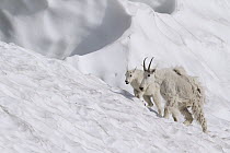 Mountain Goat (Oreamnos americanus) nanny and kid on snow bank, Glacier National Park, Montana