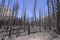 Burned areas two weeks after fire, Glacier National Park, Montana