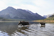 Moose (Alces alces shirasi) female and calf crossing lake, Glacier National Park, Montana