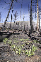 Bear Grass (Xerophyllum tenax) roots re-growing two months after fire, Glacier National Park, Montana