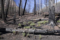 Bear Grass (Xerophyllum tenax) roots re-growing two months after fire, Glacier National Park, Montana