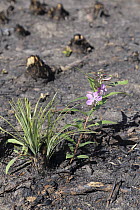 Fireweed (Chamerion angustifolium) and Bear Grass (Xerophyllum tenax) two months after fire, Glacier National Park, Montana