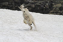 Mountain Goat (Oreamnos americanus) nanny in defensive posture, Glacier National Park, Montana