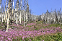 Fireweed (Chamerion angustifolium) flowers in burned area, Kootenay National Park, Canada