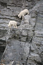 Mountain Goat (Oreamnos americanus) one month old kids on cliff, Glacier National Park, Montana