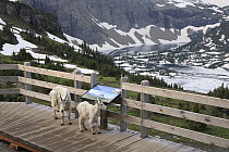Mountain Goat (Oreamnos americanus) nanny and yearling on platform, Glacier National Park, Montana