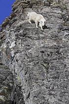 Mountain Goat (Oreamnos americanus) on cliff, Glacier National Park, Montana