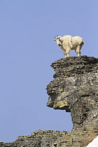 Mountain Goat (Oreamnos americanus) on rocks, Glacier National Park, Montana