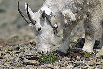 Mountain Goat (Oreamnos americanus) collared nanny grazing on Snow Cinquefoil (Potentilla nivea), Glacier National Park, Montana