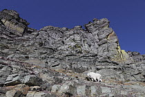 Mountain Goat (Oreamnos americanus) nanny on cliff, Glacier National Park, Montana