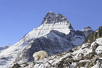 Mountain Goat (Oreamnos americanus) billy in early winter, Glacier National Park, Montana