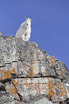 Mountain Goat (Oreamnos americanus) billy in early winter, Glacier National Park, Montana
